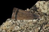 Fossil Crocodilian Tooth In Rock - Aguja Formation, Texas #88768-2